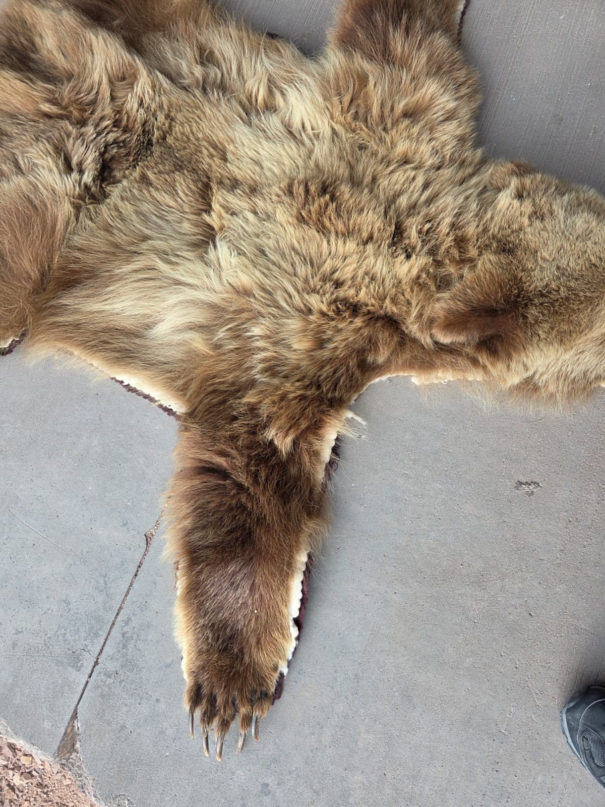 FHAB29 - Griz Taxidermy – Mitchell, SD (Bear Skin)