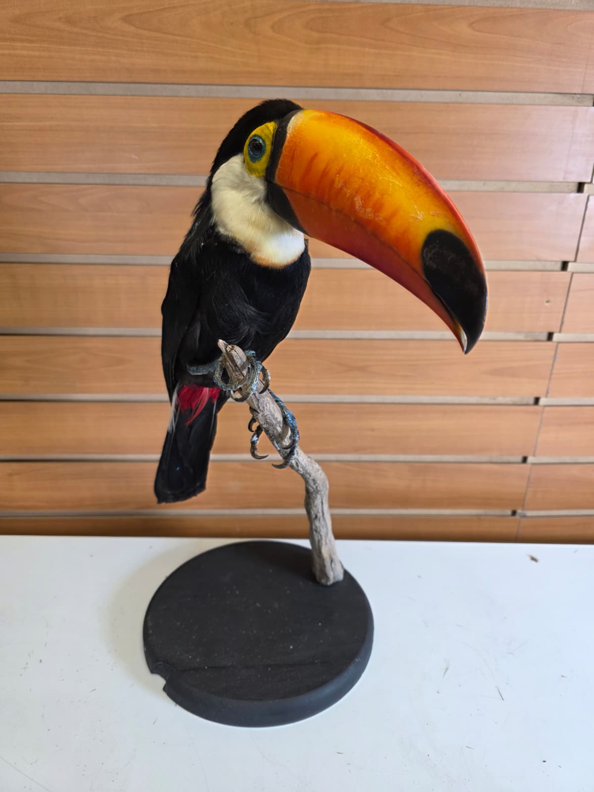FHAB30 - Taxidermy Toco Toucan