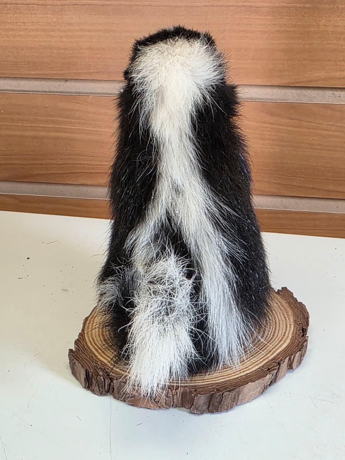 FHCK143 - baby skunk taxidermy mount