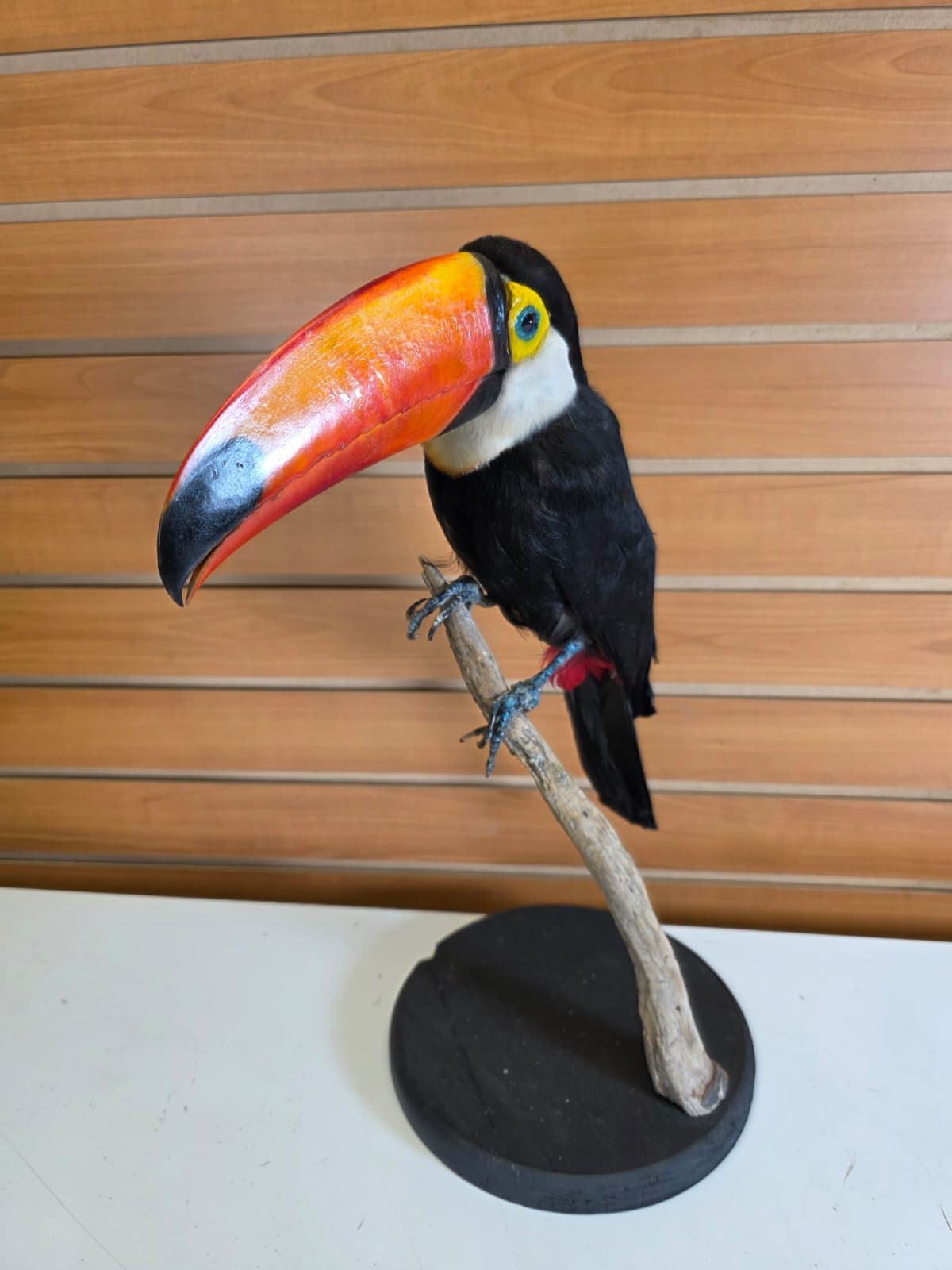 FHAB30 - Taxidermy Toco Toucan