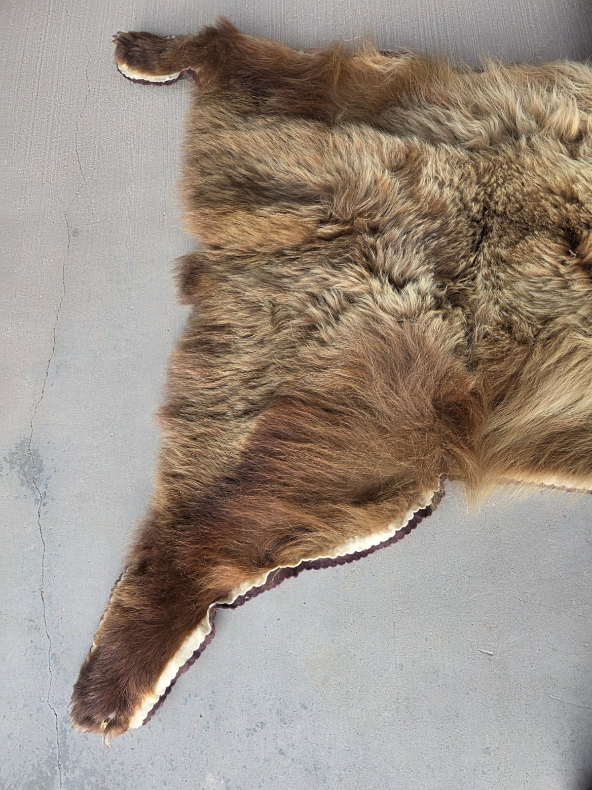 FHAB29 - Griz Taxidermy – Mitchell, SD (Bear Skin)