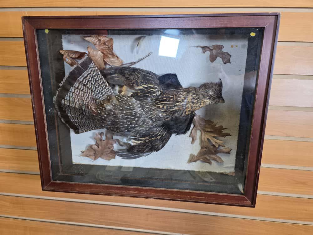 JTV272 - Grouse Shadow Box Taxidermy Mount
