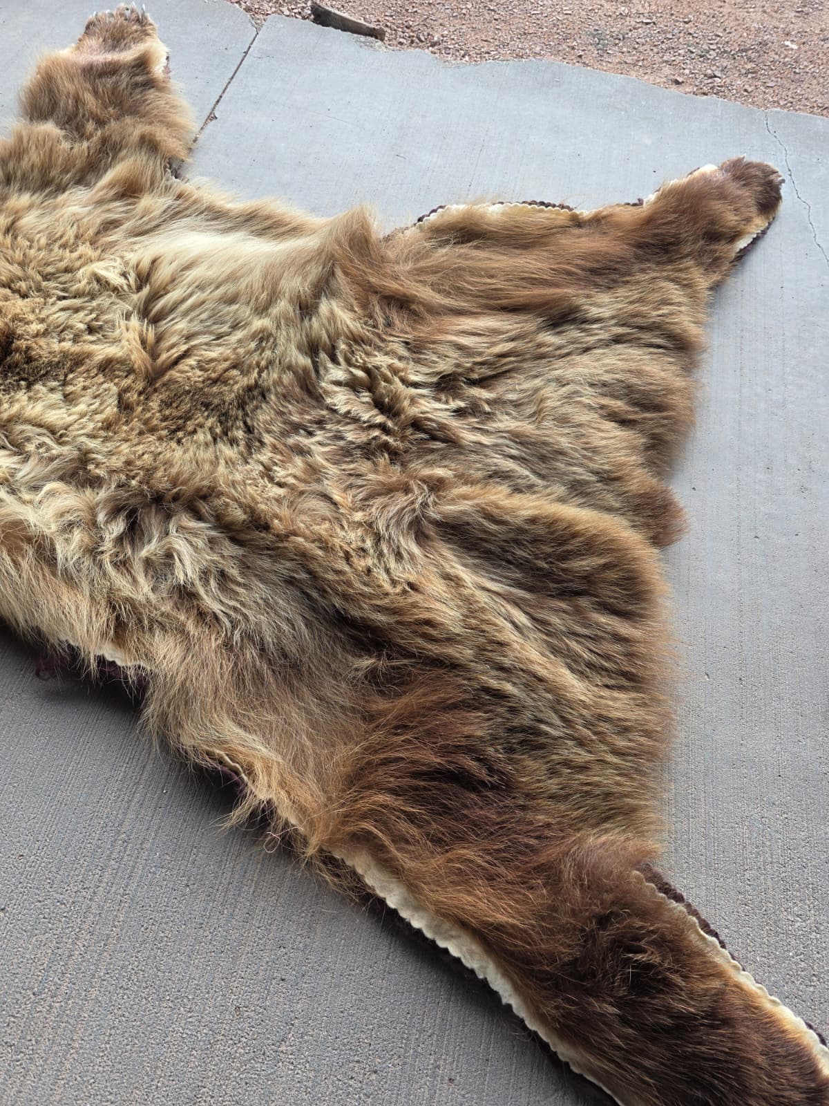 FHAB29 - Griz Taxidermy – Mitchell, SD (Bear Skin)