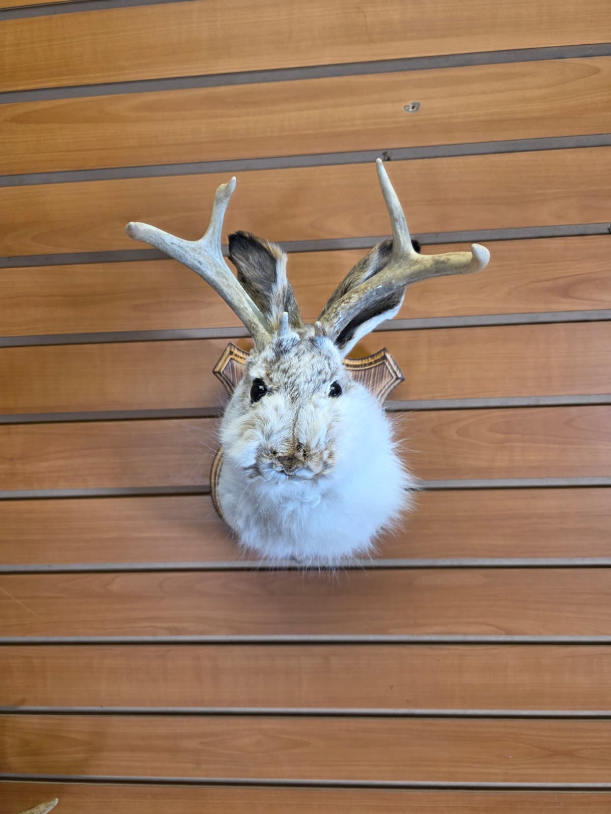 FHJK12 - Jackalope Head Taxidermy Mount
