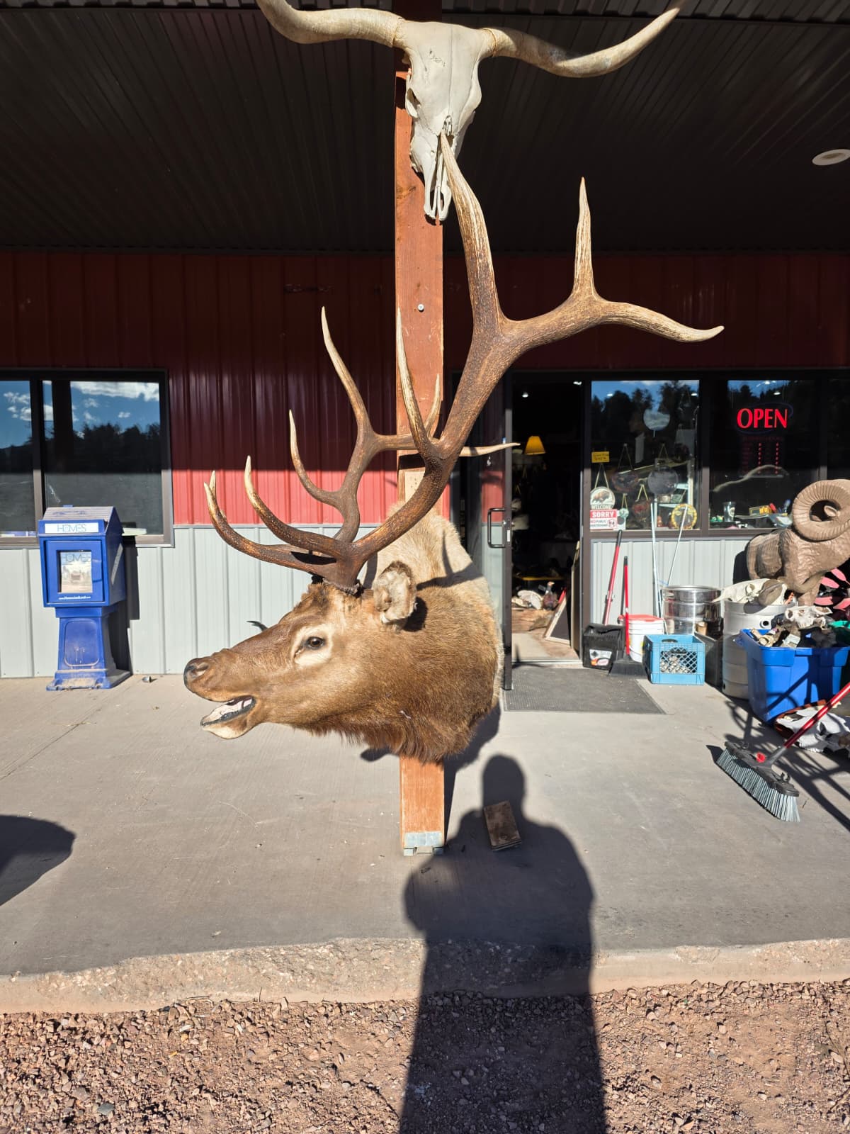 JTV298 - Elk Head Taxidermy Mount