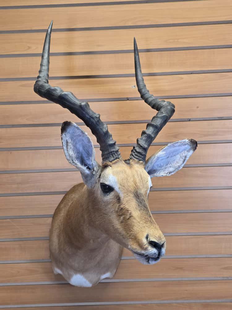 JTV288 - Impala Head Taxidermy Mount