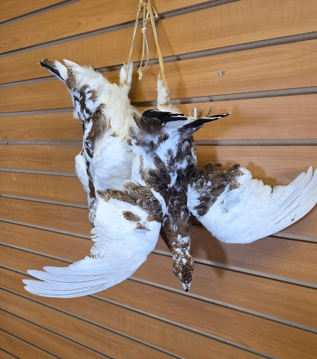 JTV270 - Ptarmigan Taxidermy Mount