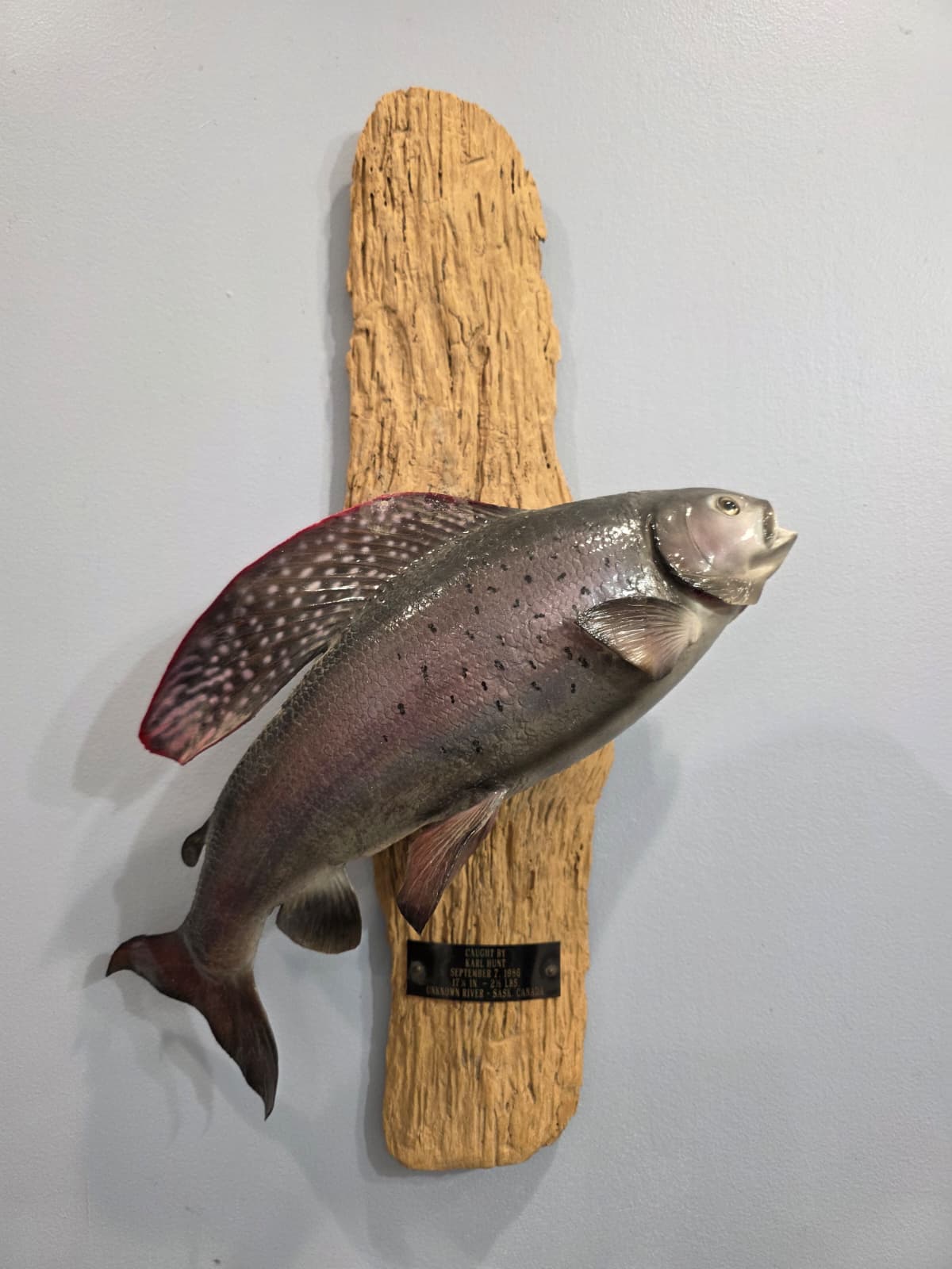 JTV302 - Arctic Grayling fish Taxidermy Mount
