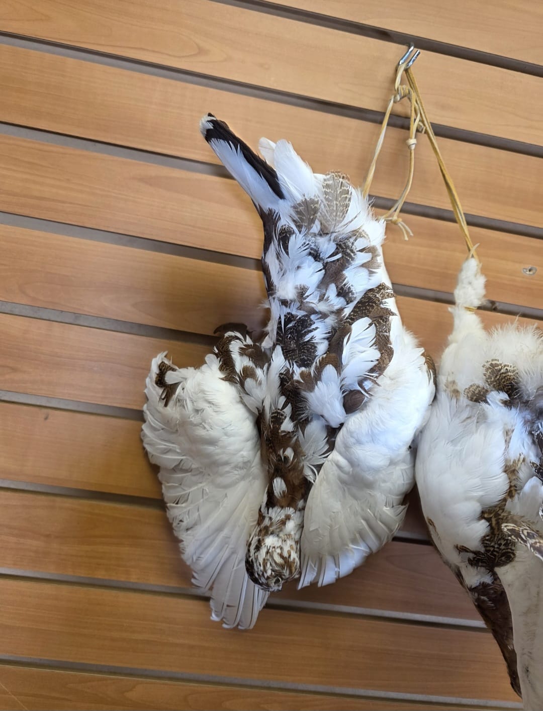JTV270 - Ptarmigan Taxidermy Mount