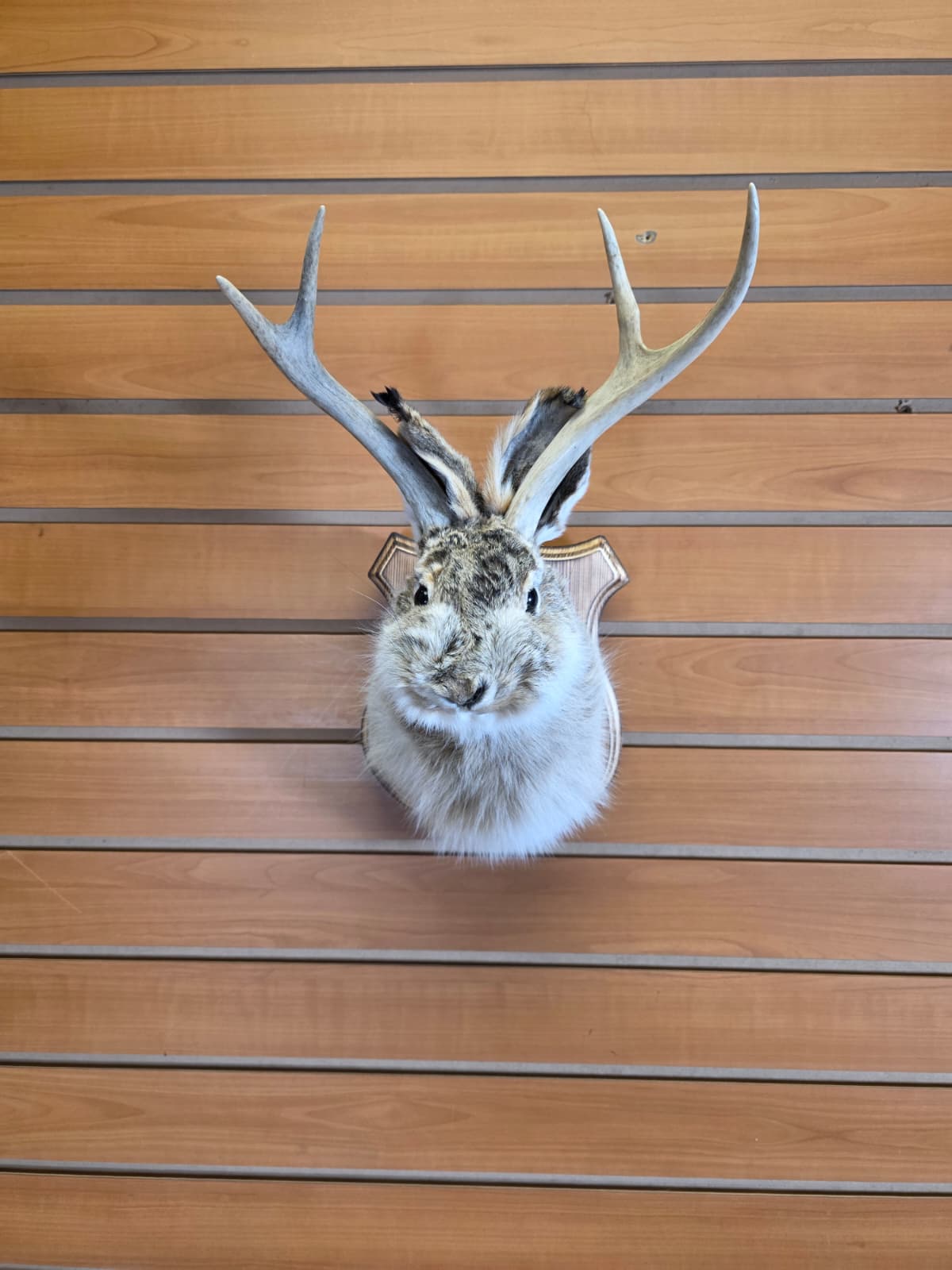 FHJK13 - Jackalope Head Taxidermy Mount