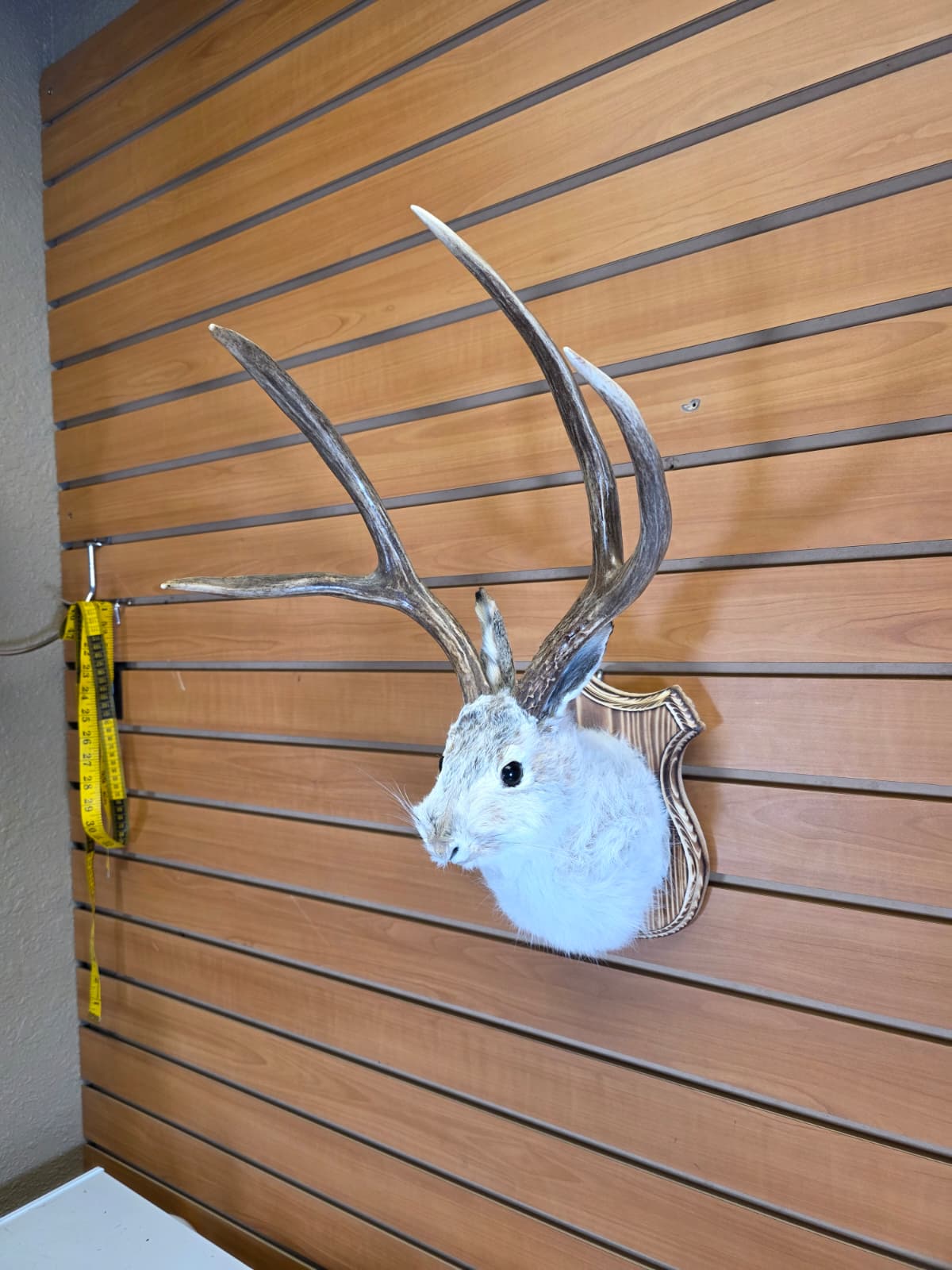 FHJK6 - Jackalope Head Taxidermy Mount