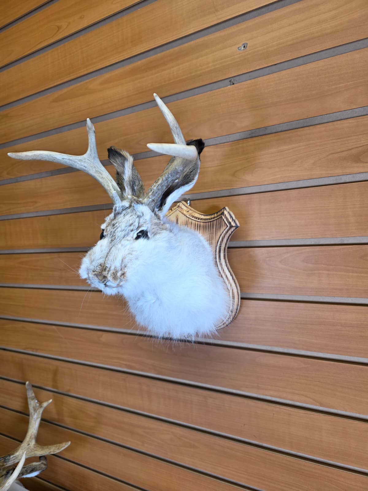 FHJK12 - Jackalope Head Taxidermy Mount