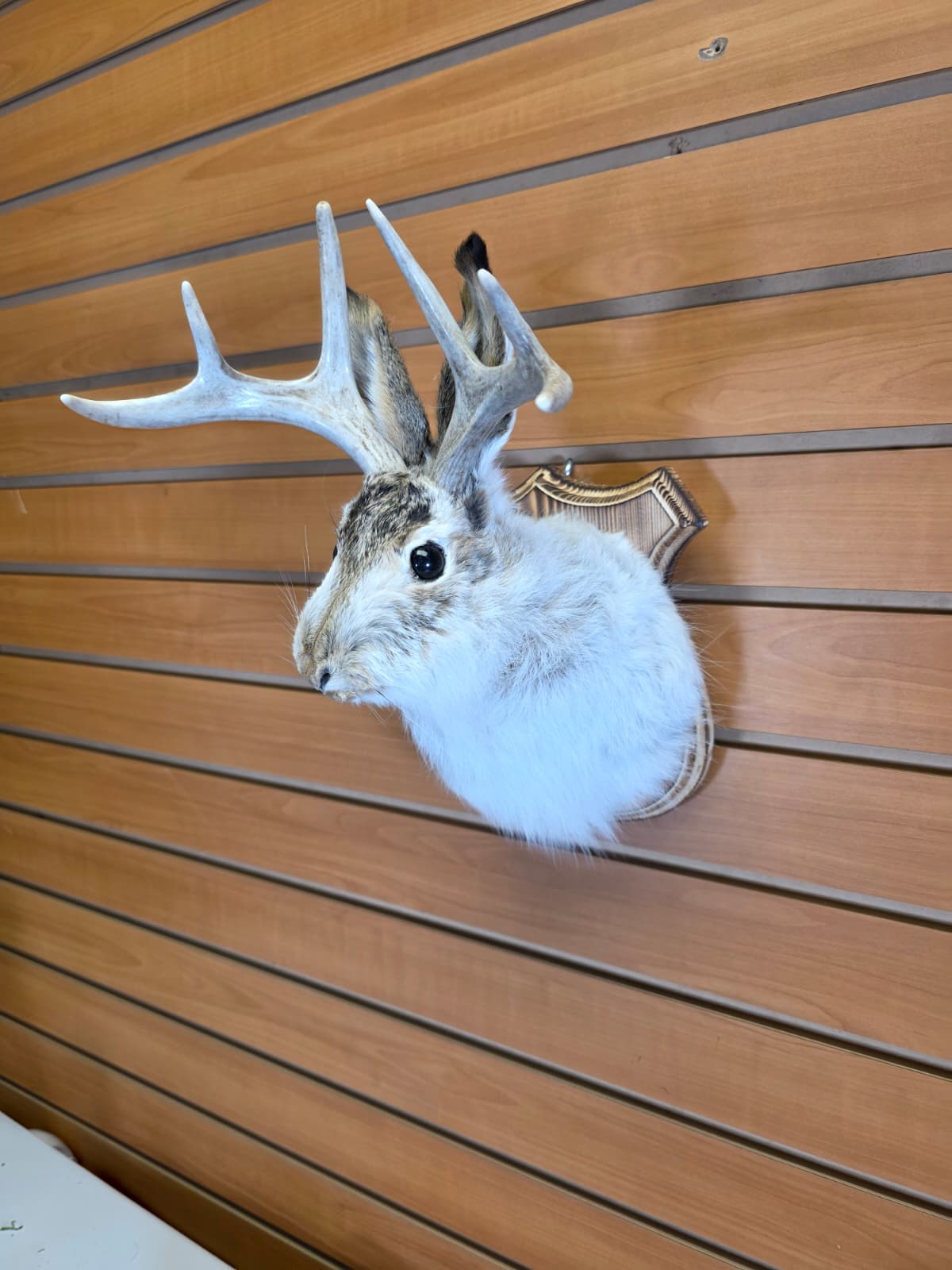 FHJK8 - Jackalope Head Taxidermy Mount