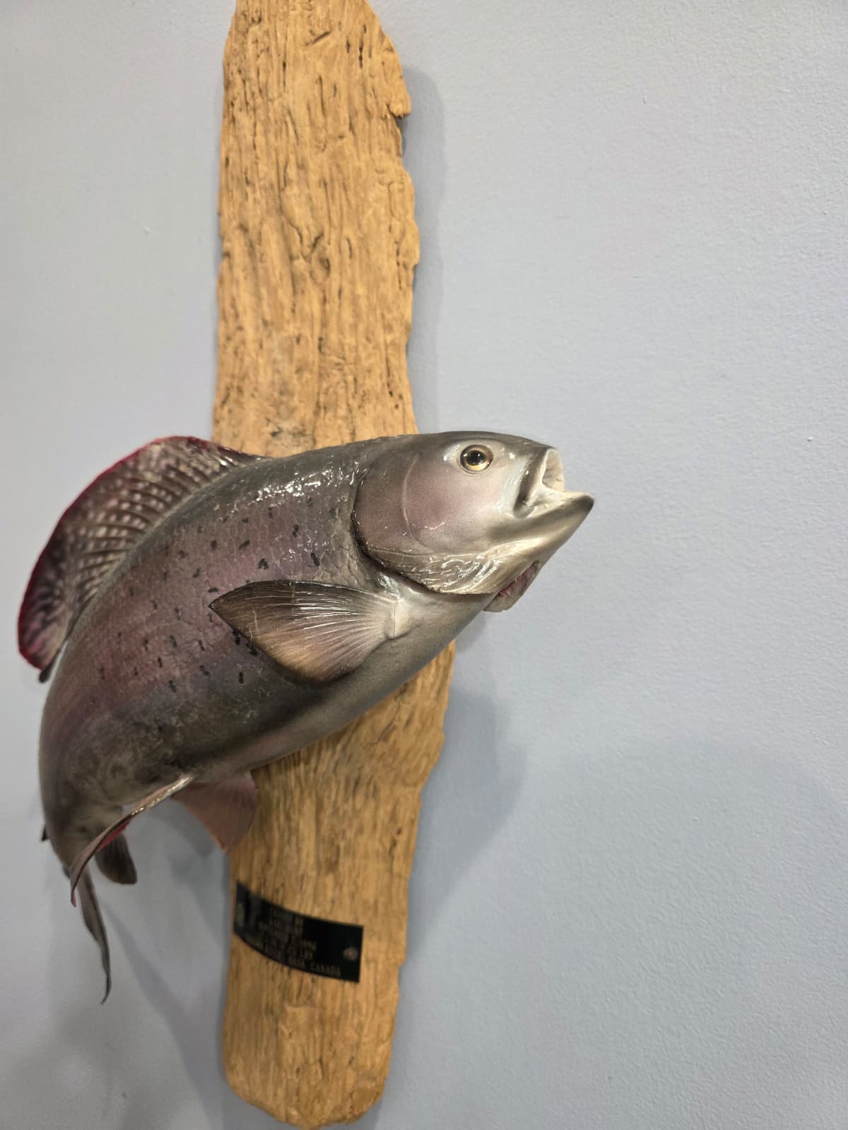 JTV302 - Arctic Grayling fish Taxidermy Mount