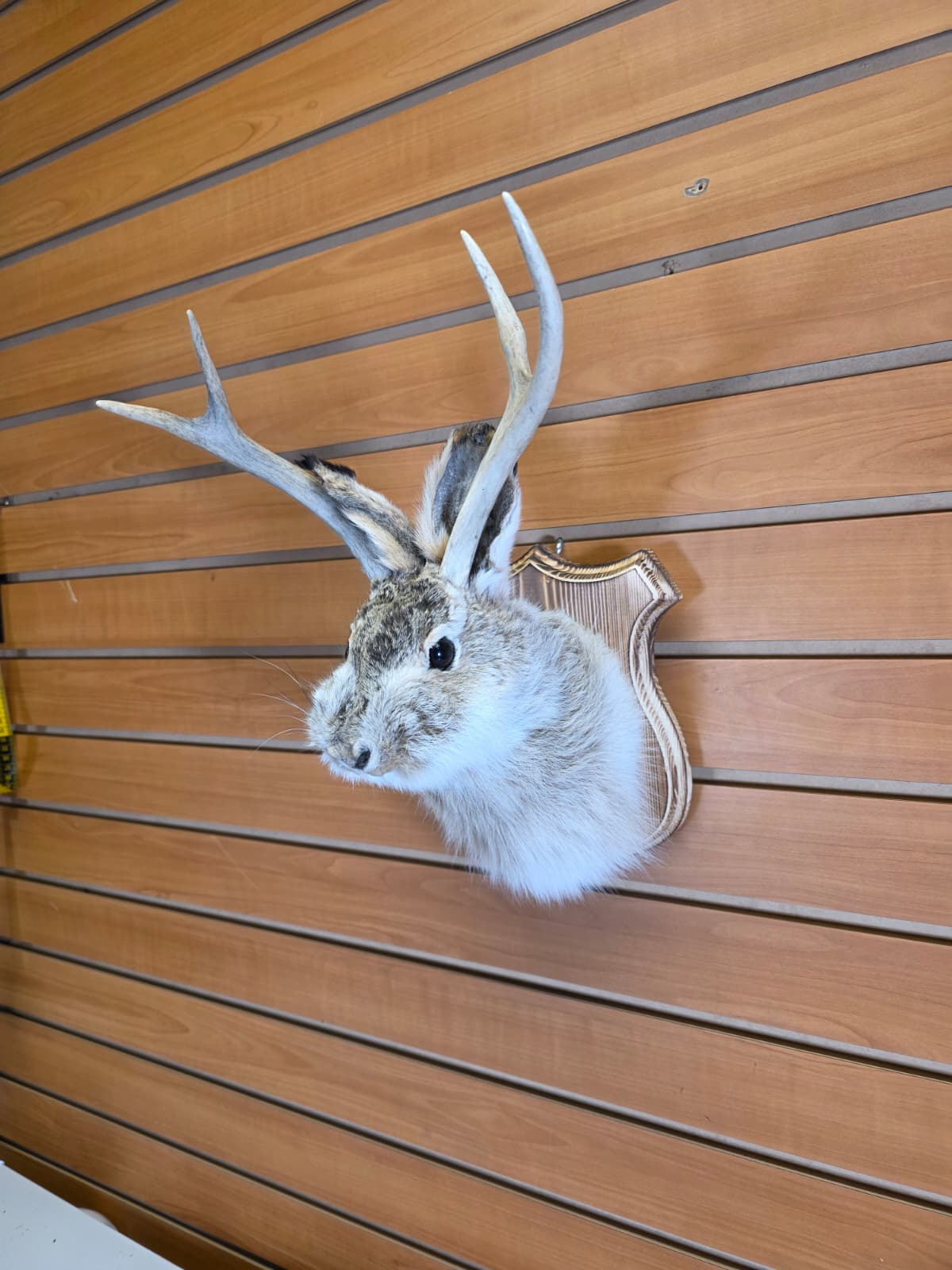 FHJK13 - Jackalope Head Taxidermy Mount