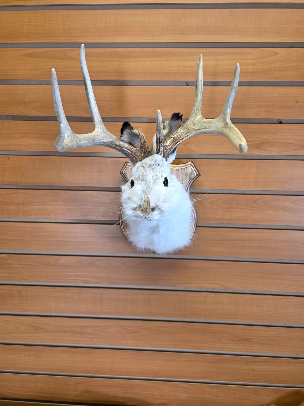 FHJK9 - Jackalope Head Taxidermy Mount