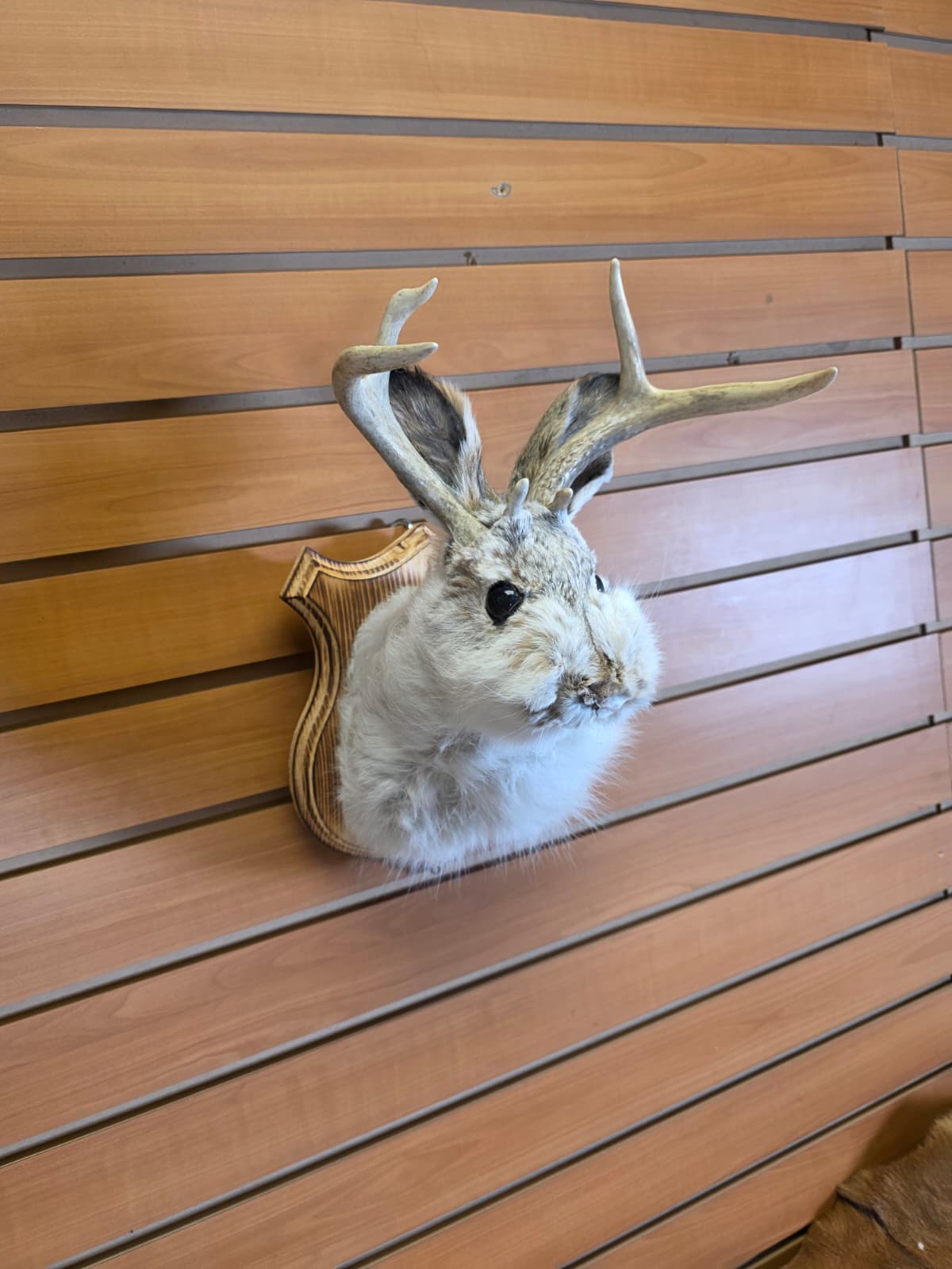 FHJK12 - Jackalope Head Taxidermy Mount