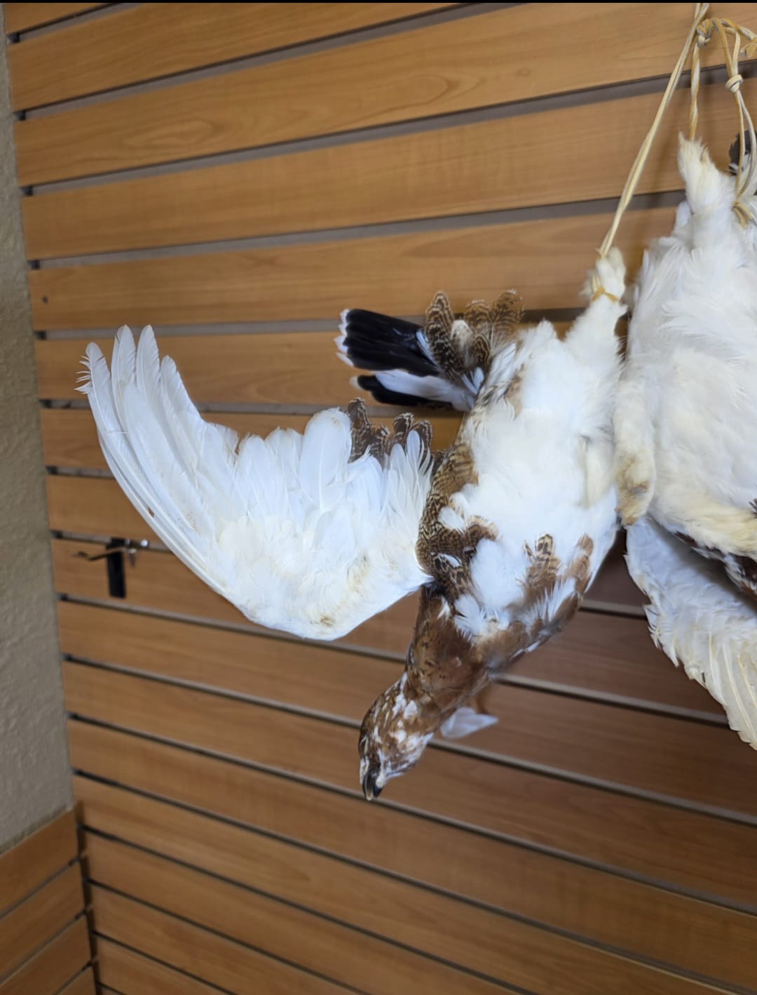 JTV270 - Ptarmigan Taxidermy Mount