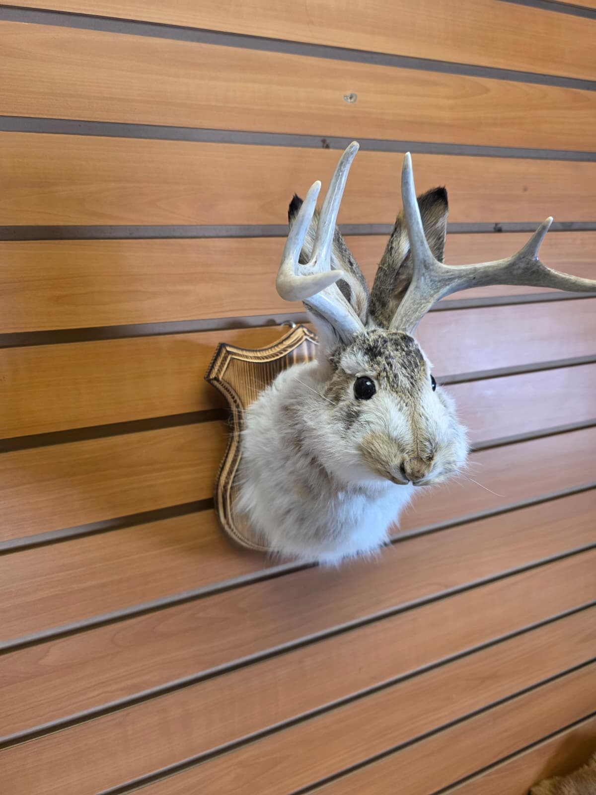 FHJK8 - Jackalope Head Taxidermy Mount