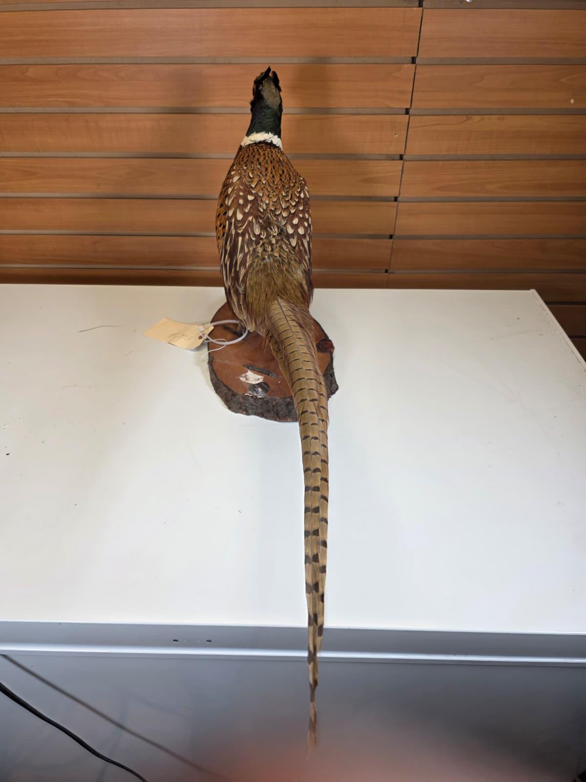 JTV108 - Ring-necked Pheasant Taxidermy Mount
