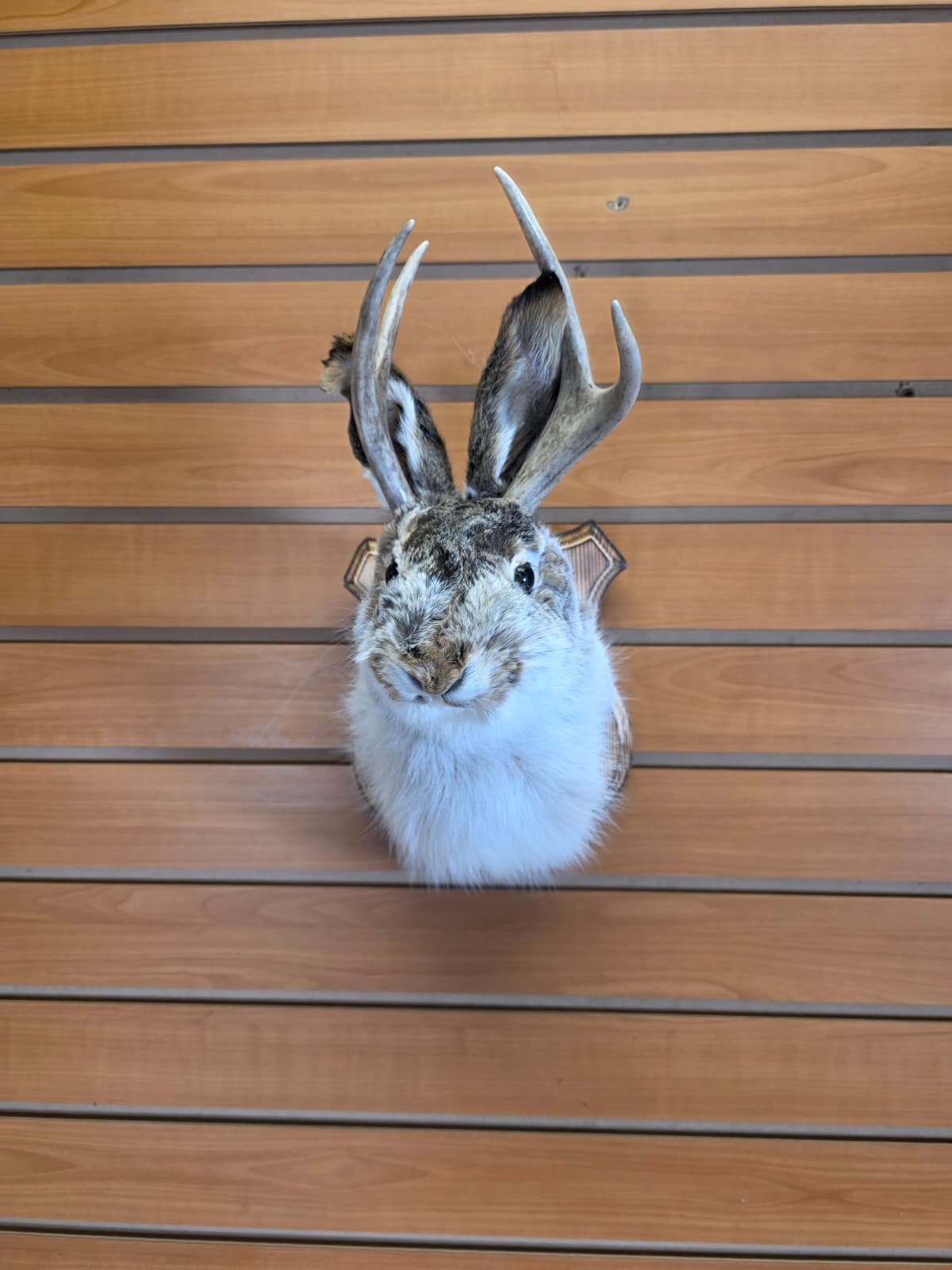 FHJK10 - Jackalope Head Taxidermy Mount