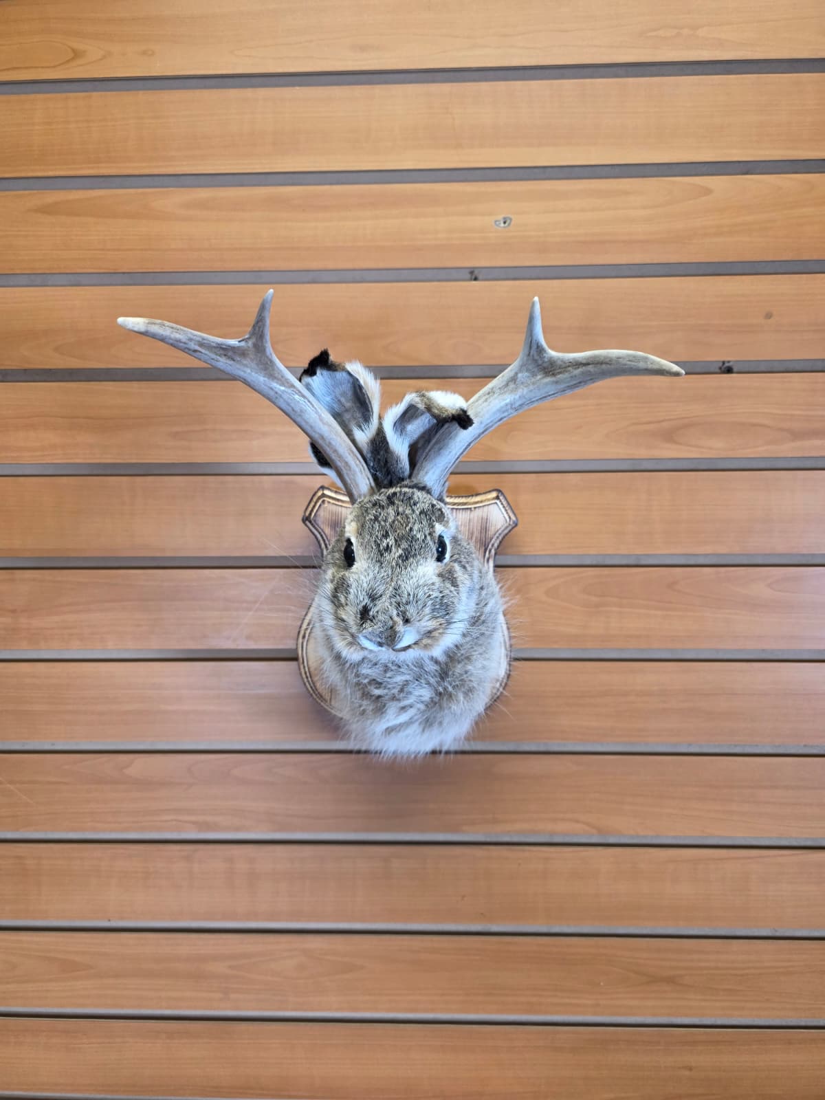 FHJK5 - Jackalope Head Taxidermy Mount