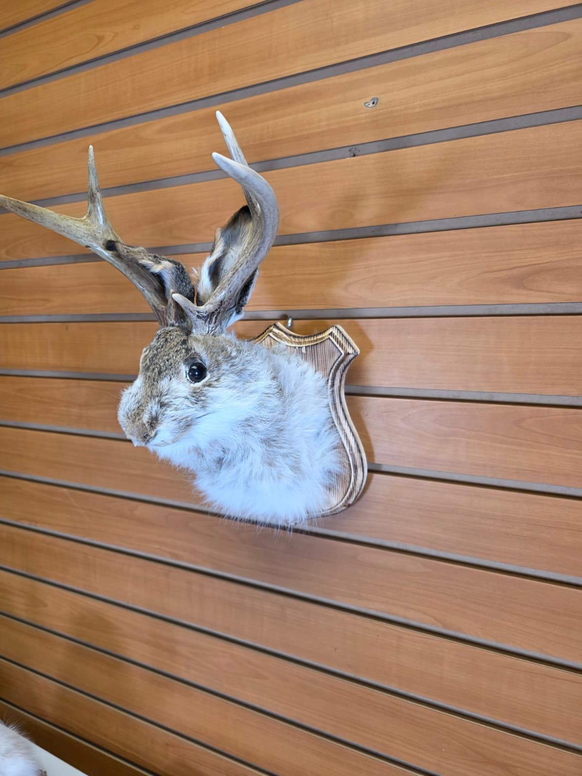 FHJK3 - Jackalope Head Taxidermy Mount