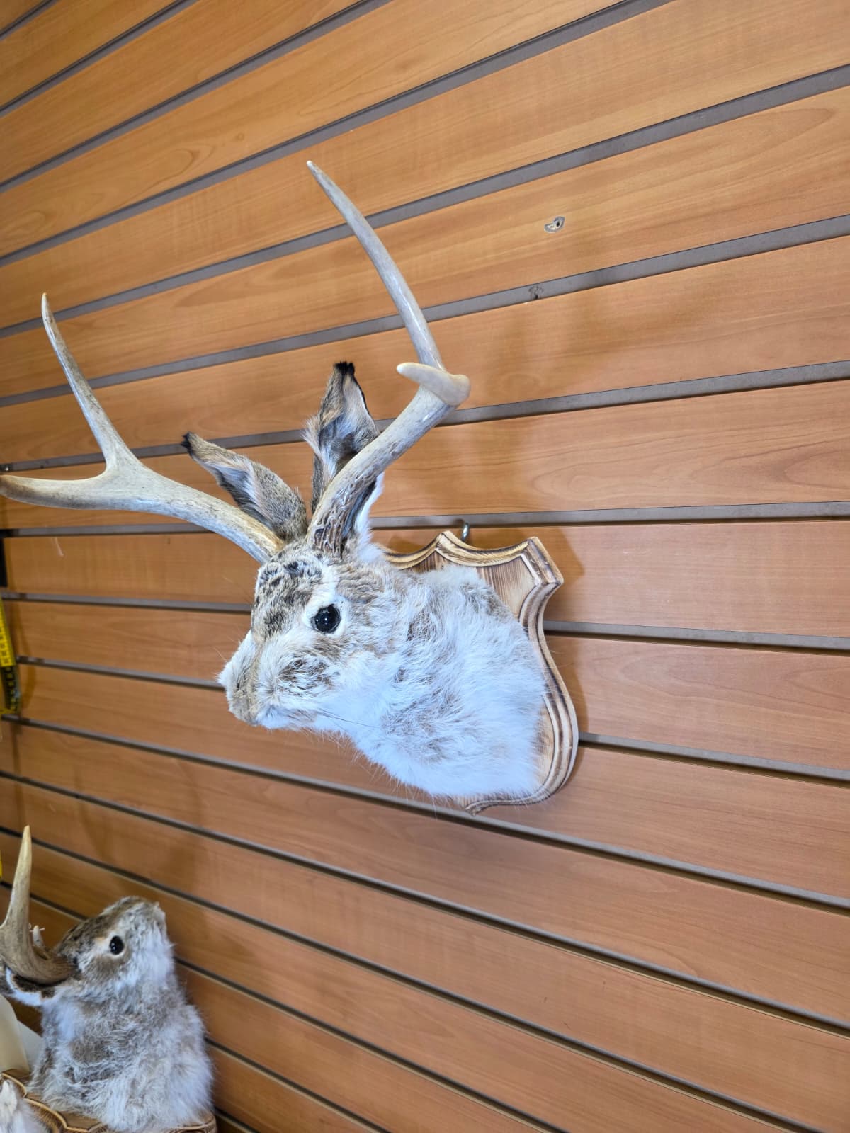 FHJK4 - Jackalope Head Taxidermy Mount