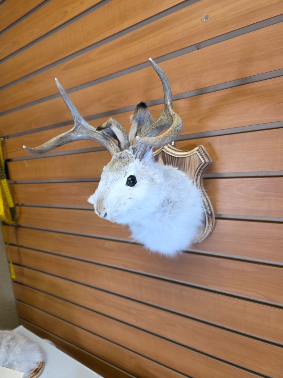FHJK2 - Jackalope Head Taxidermy Mount