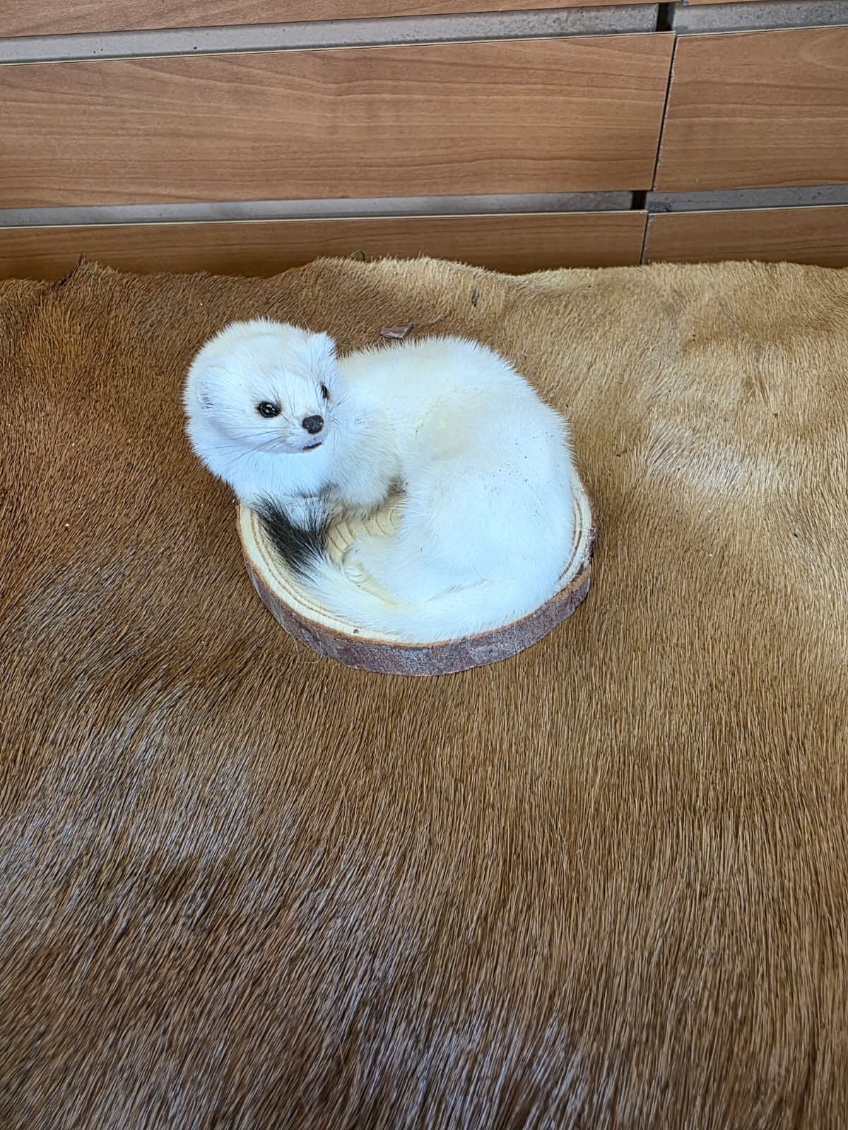 FHCK136 - Beautiful Adorable Weasel Ermine Small Animal Taxidermy