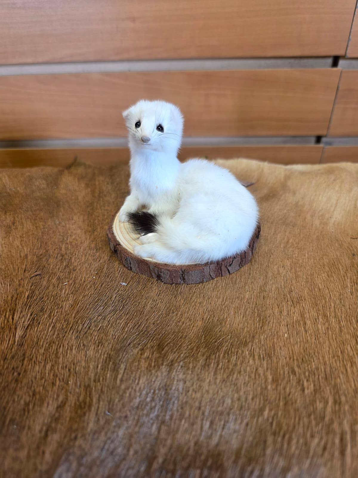 FHCK139 - Beautiful Adorable Weasel Ermine Small Animal Taxidermy