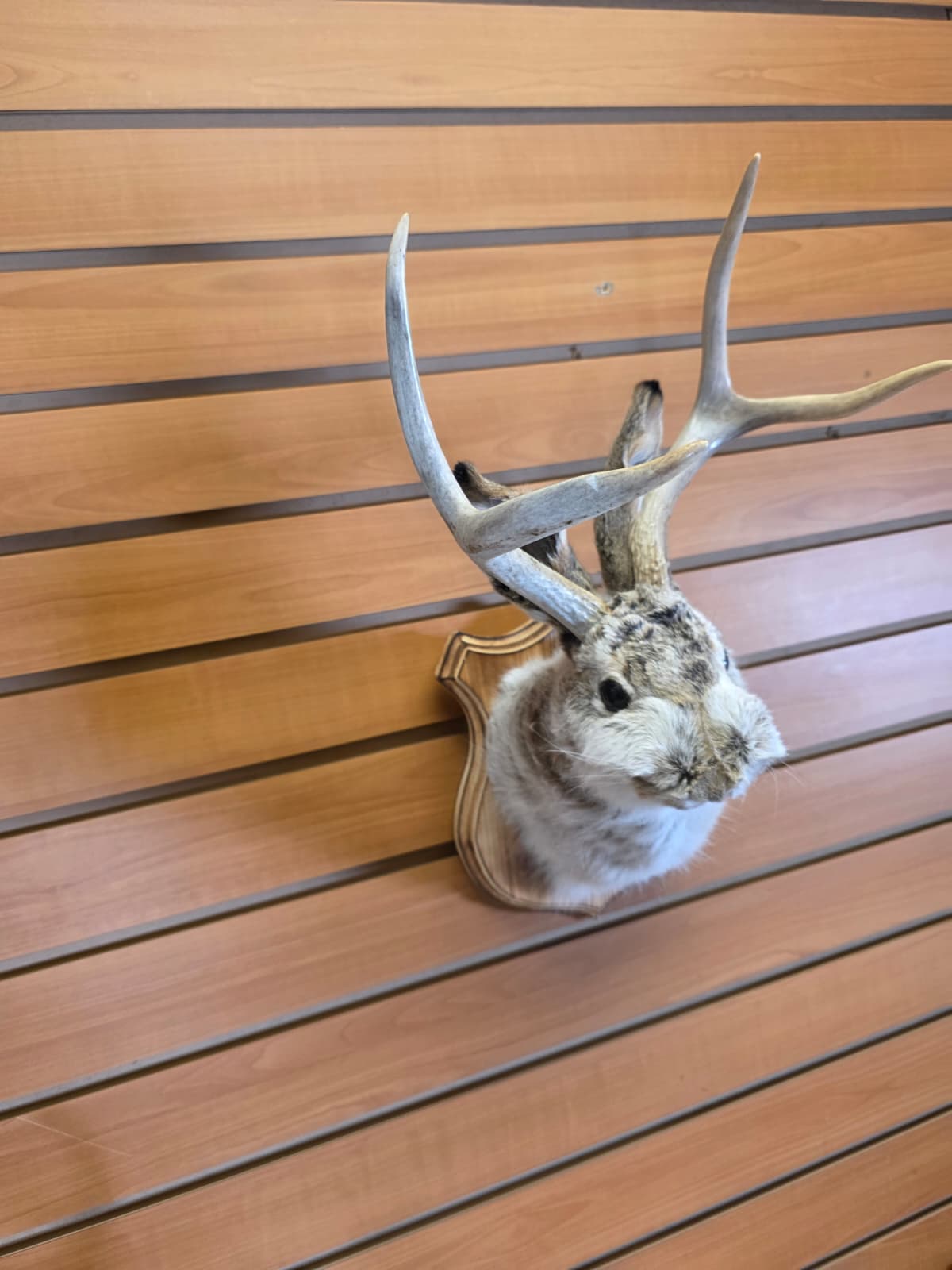 FHJK4 - Jackalope Head Taxidermy Mount
