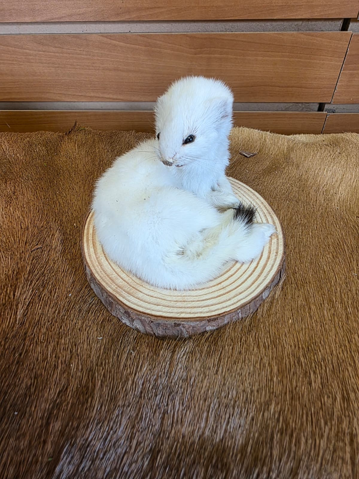 FHCK140 - Beautiful Adorable Weasel Ermine Small Animal Taxidermy