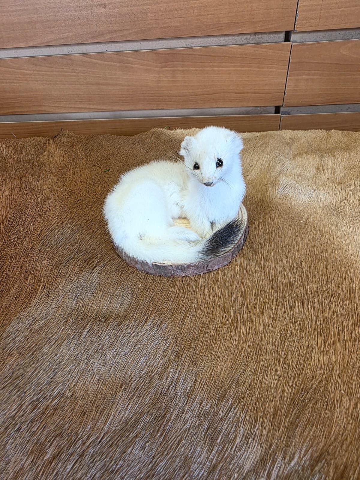FHCK134 - Beautiful Adorable Weasel Ermine Small Animal Taxidermy