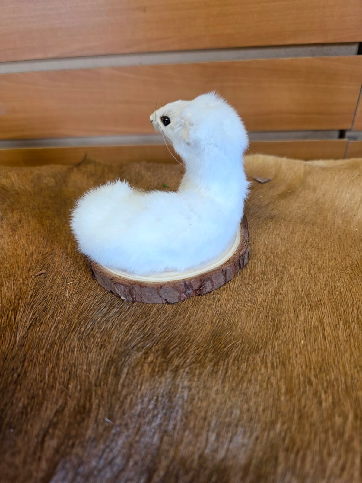 FHCK139 - Beautiful Adorable Weasel Ermine Small Animal Taxidermy