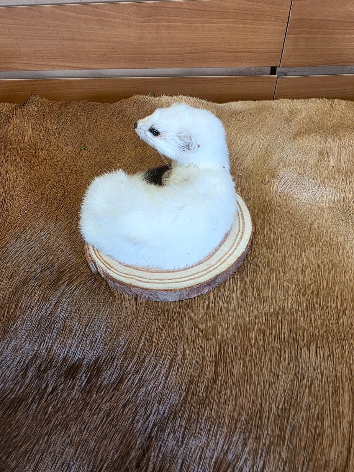 FHCK136 - Beautiful Adorable Weasel Ermine Small Animal Taxidermy