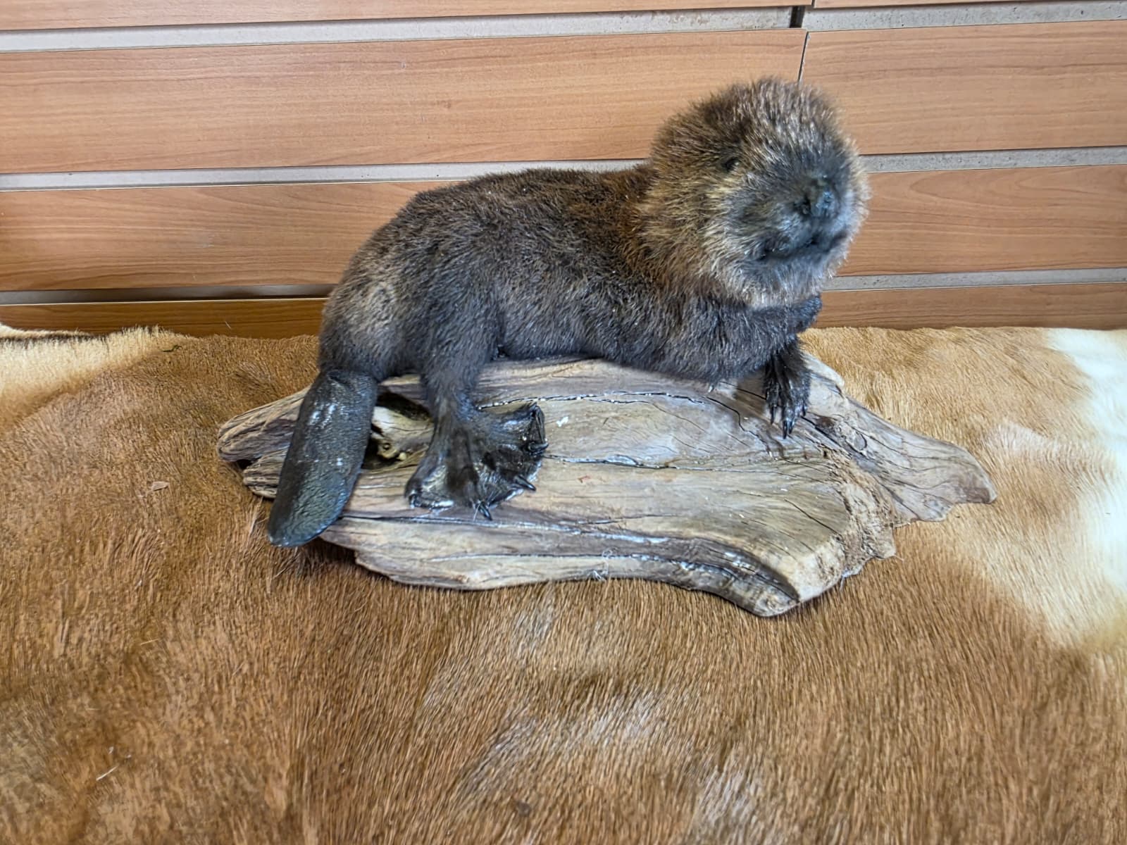 FHCK128 - Baby Beaver Taxidermy Mount
