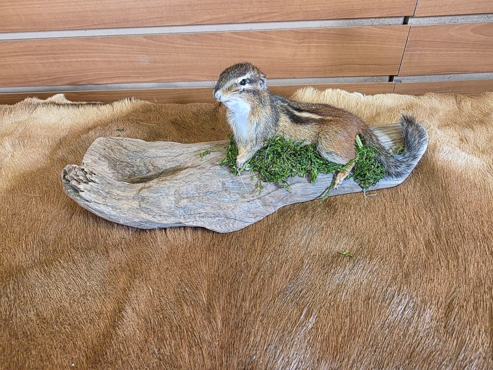FHCK118 - Chipmunk Taxidermy Mount