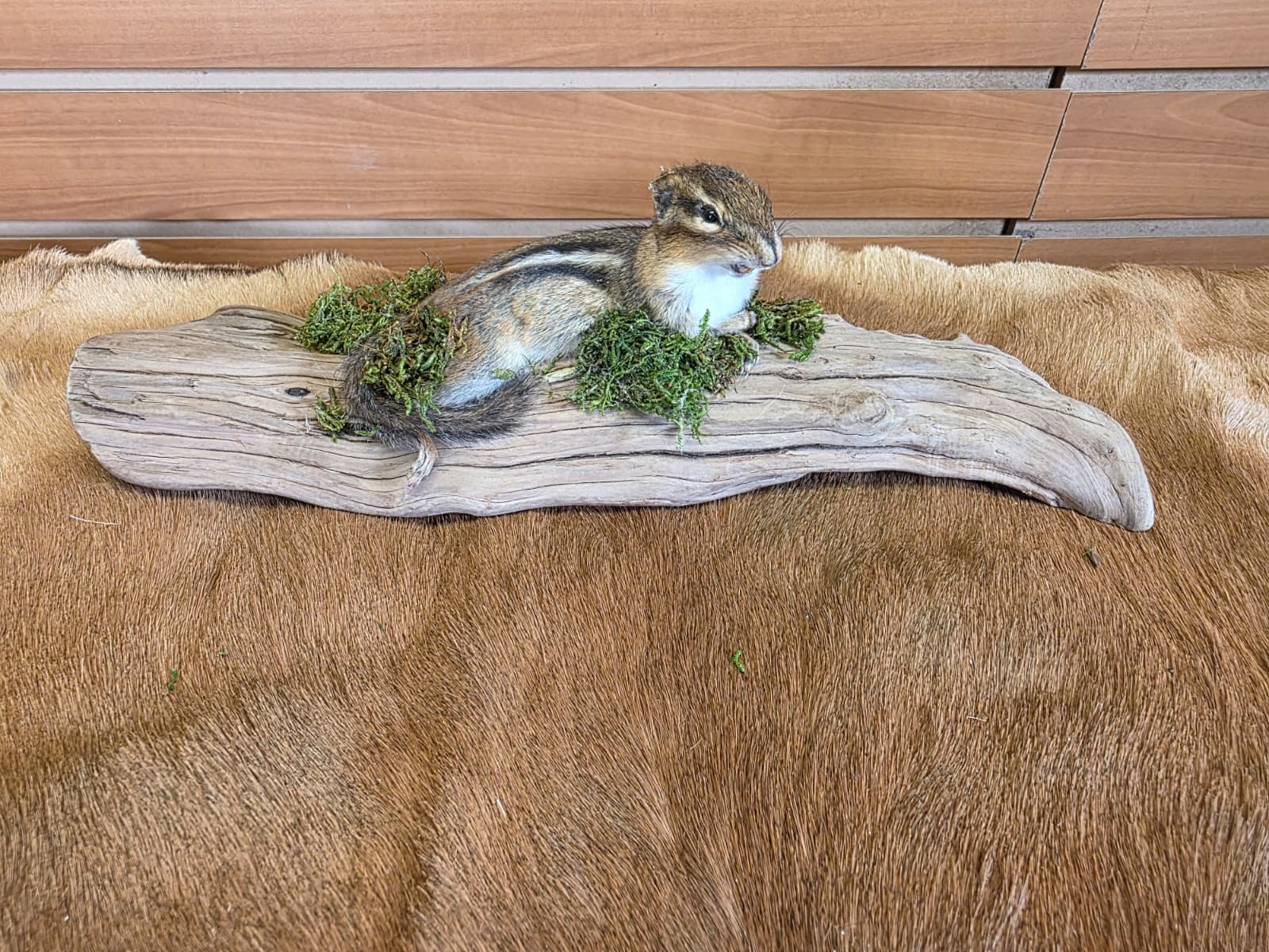 FHCK117 - Chipmunk Taxidermy Mount