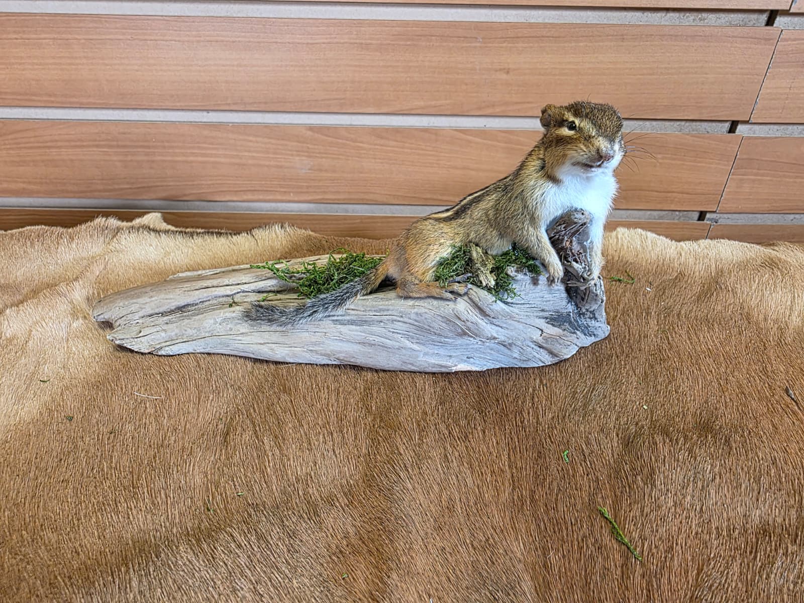 FHCK119 - Chipmunk Taxidermy Mount