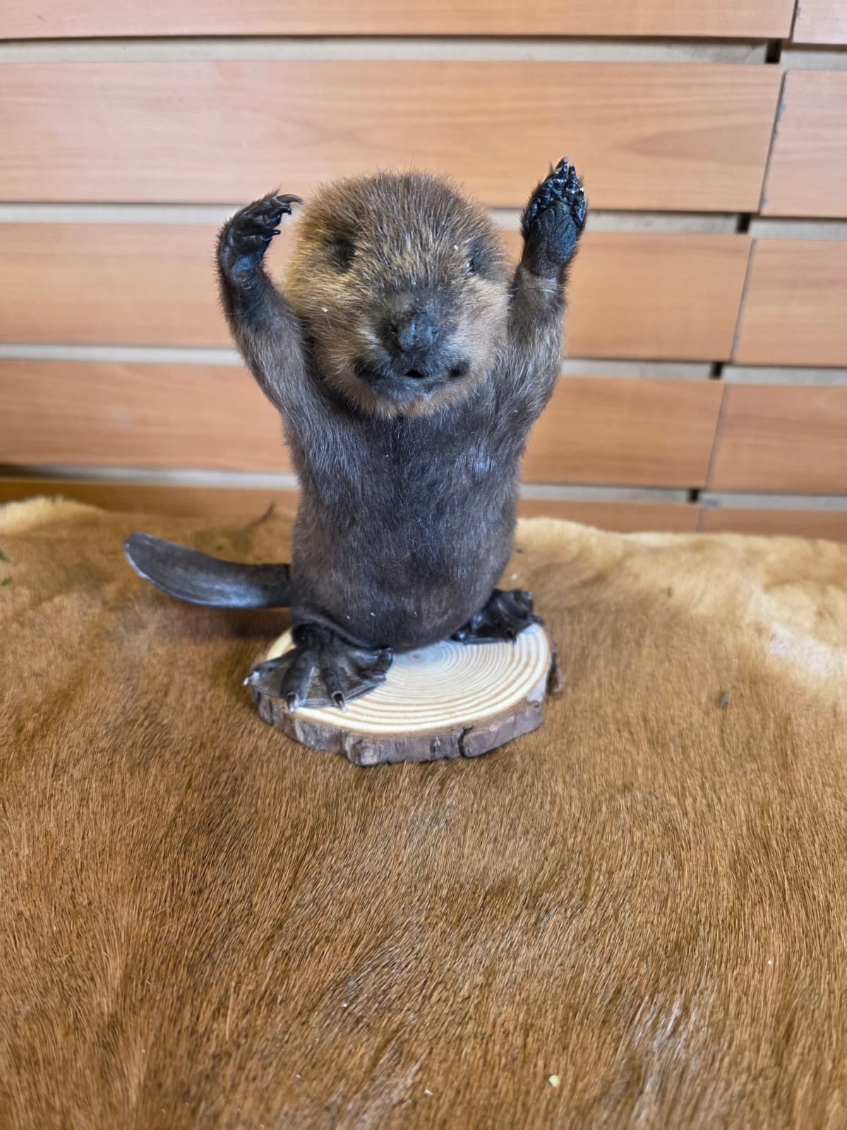 FHCK121 - Baby Beaver Taxidermy Mount