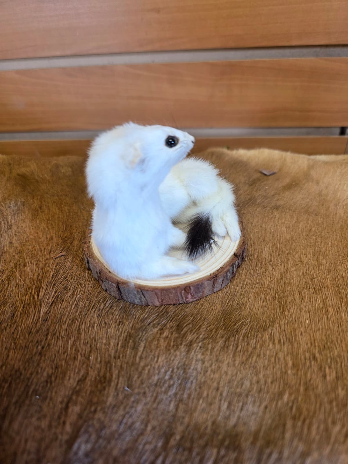 FHCK139 - Beautiful Adorable Weasel Ermine Small Animal Taxidermy