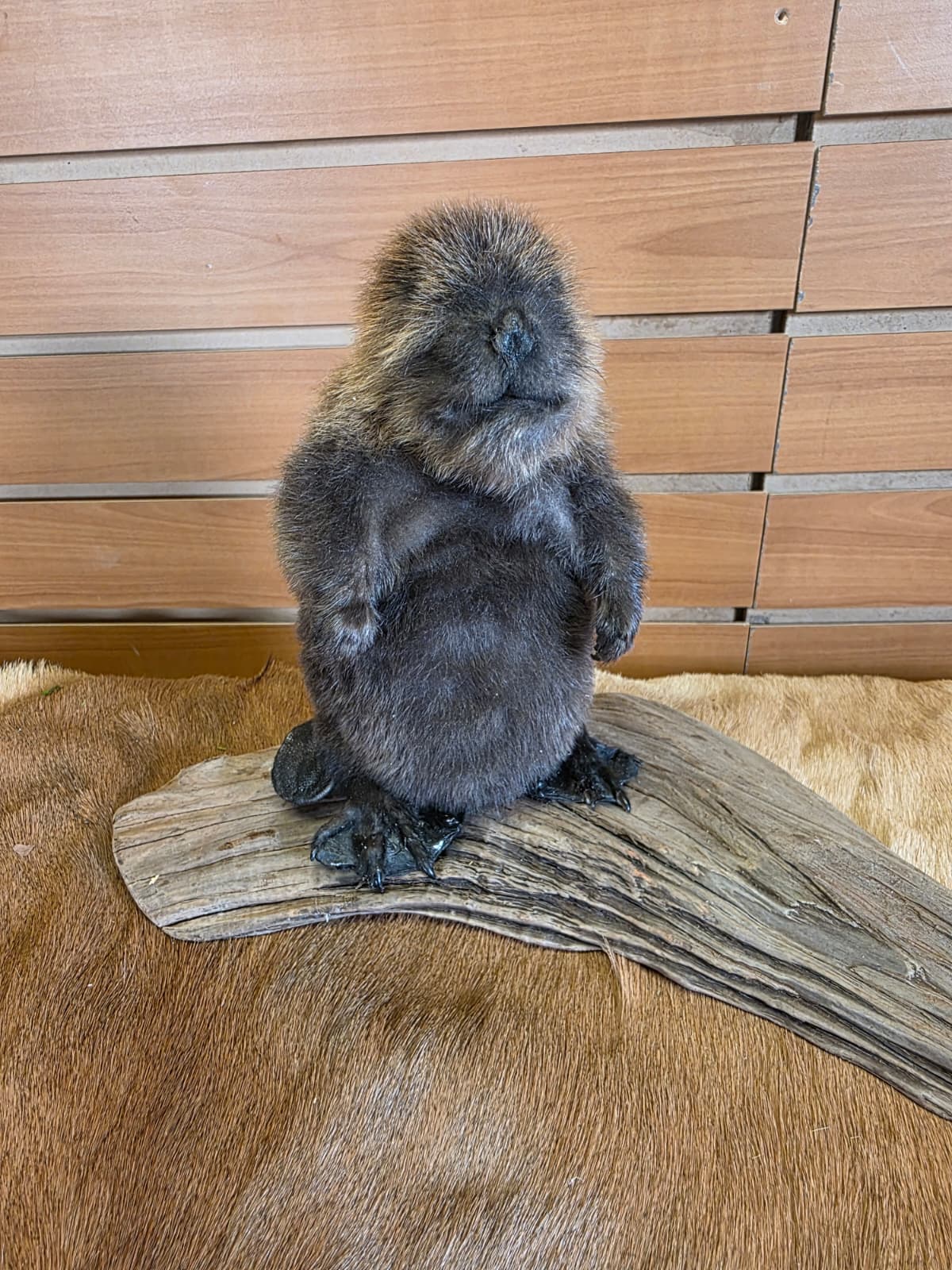 FHCK127 - Baby Beaver Taxidermy Mount