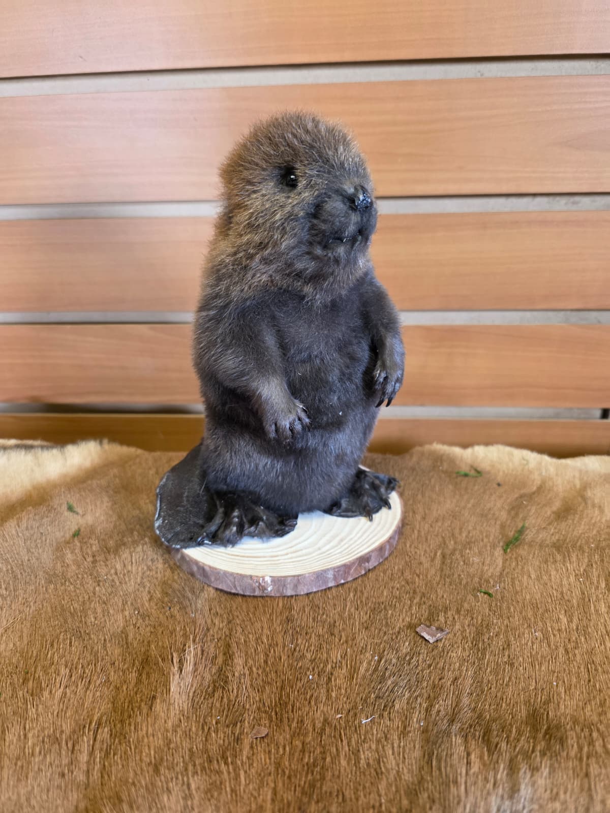 FHCK123 - Baby Beaver Taxidermy Mount