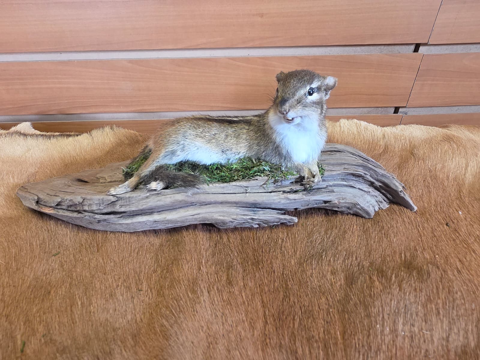 FHCK114 - Chipmunk Taxidermy Mount