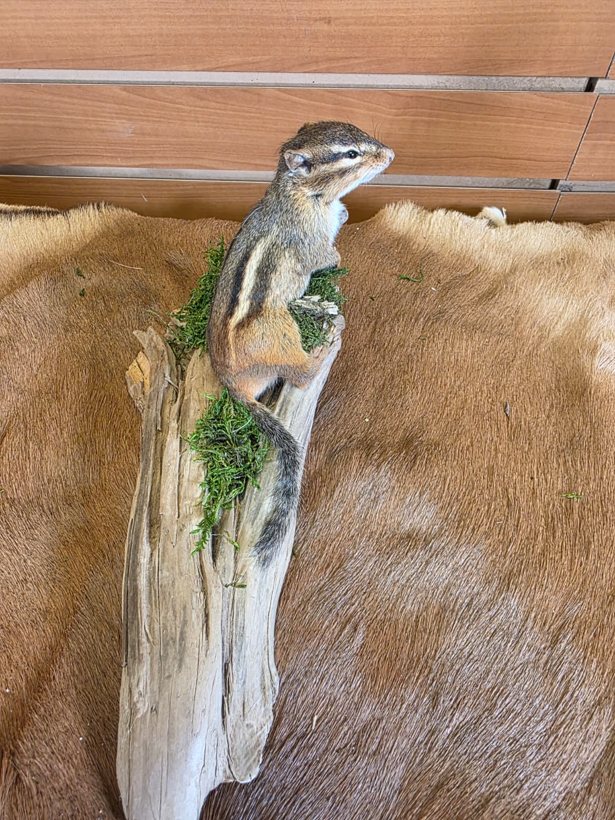 FHCK119 - Chipmunk Taxidermy Mount