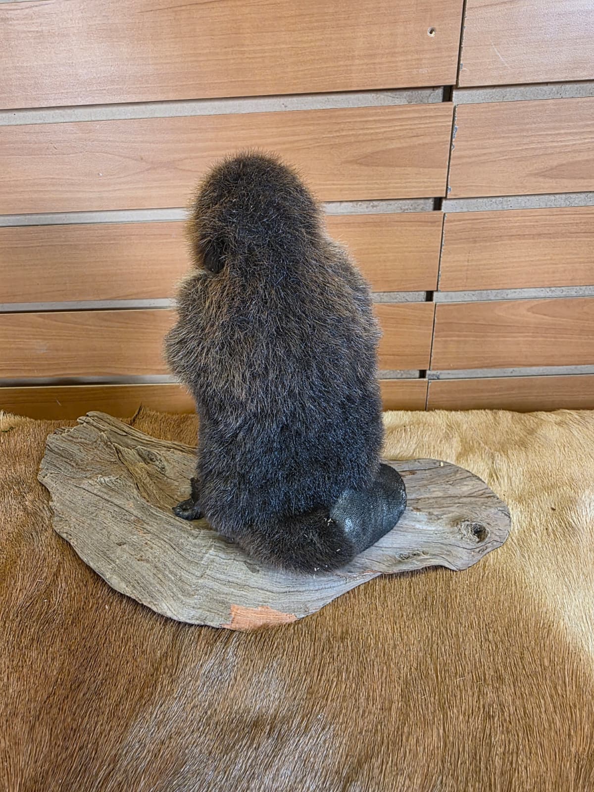 FHCK127 - Baby Beaver Taxidermy Mount