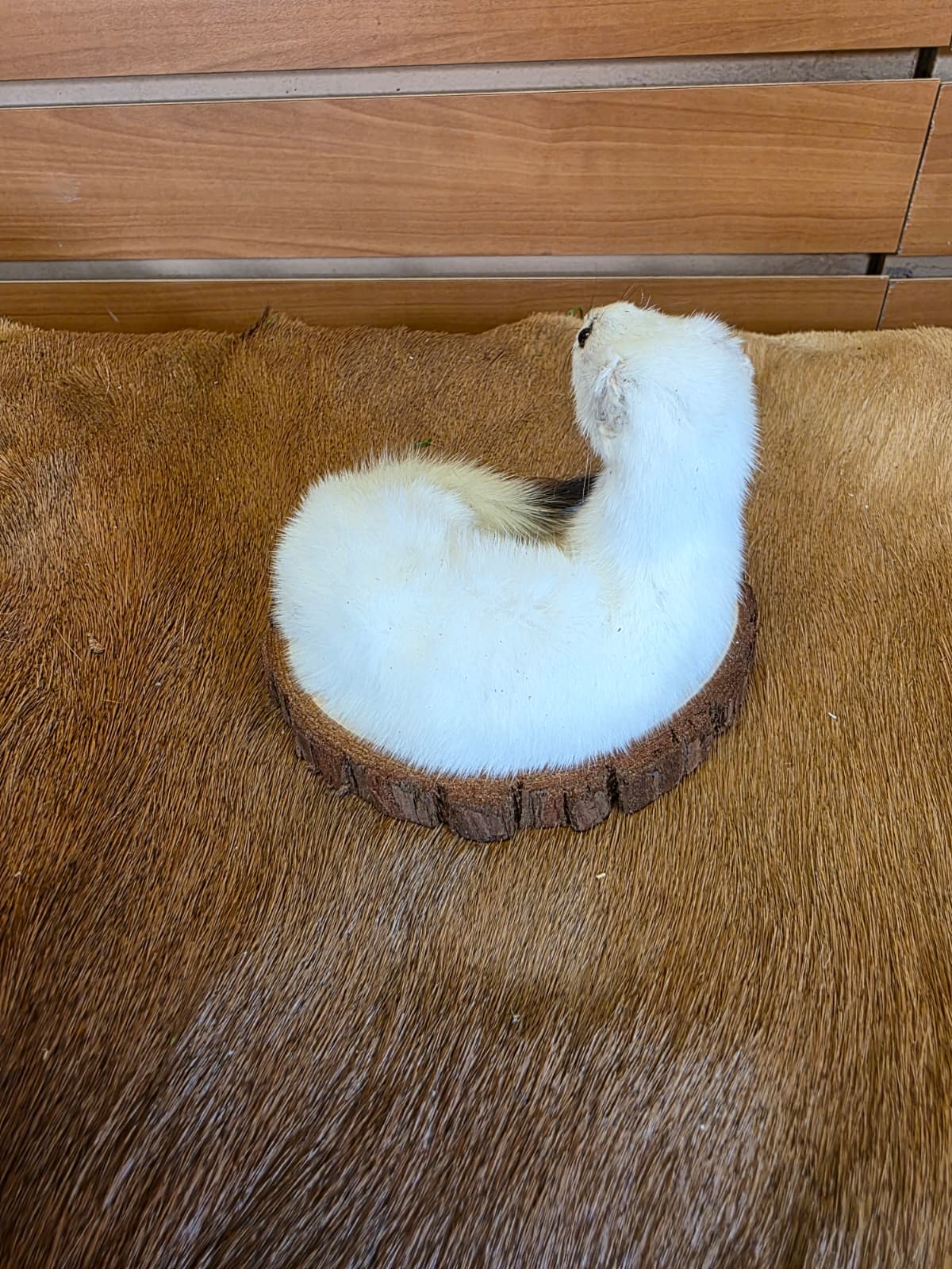 FHCK132 - Beautiful Adorable Weasel Ermine Small Animal Taxidermy