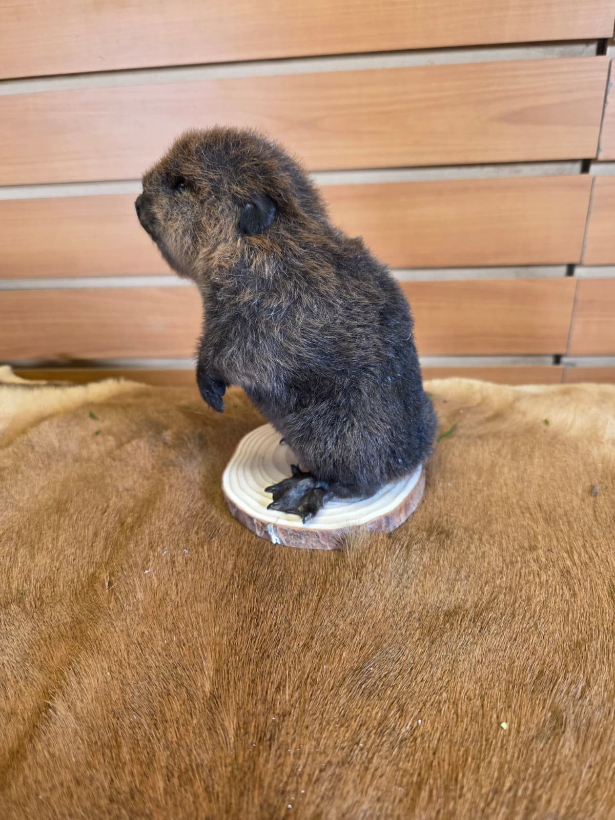 FHCK122 - Baby Beaver Taxidermy Mount