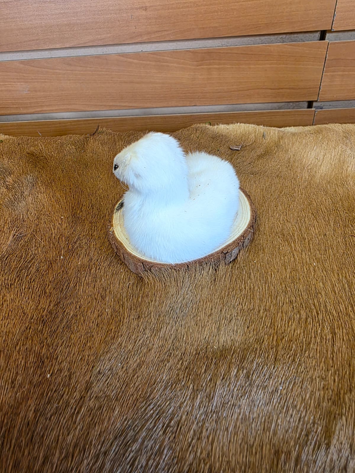 FHCK130 - Beautiful Adorable Weasel Ermine Small Animal Taxidermy